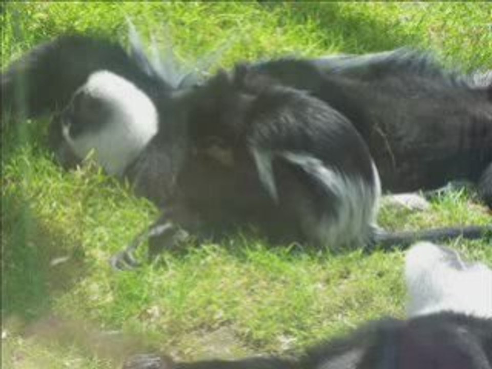 Le zoo_0001