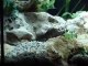 Neolamprologus brichardi terrassier