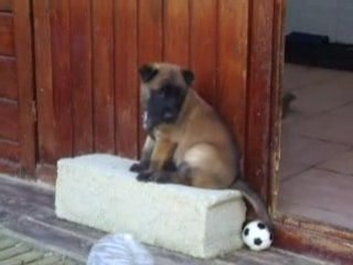 Diuke malinois de 5 semaines