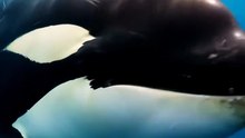 Perils lurking in the ocean