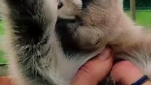 Our Petunia makes all the trends 🤭 #fyp #funny #animals #goat #babygoat
