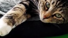 Mochi is a cutieeeee 😻💖 #cat #catsoftiktok #cute