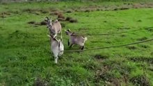 Our Ni babies already eat everything, but they_re gluttons for milk 🤭🍼🐐 #goat #milk #goats #