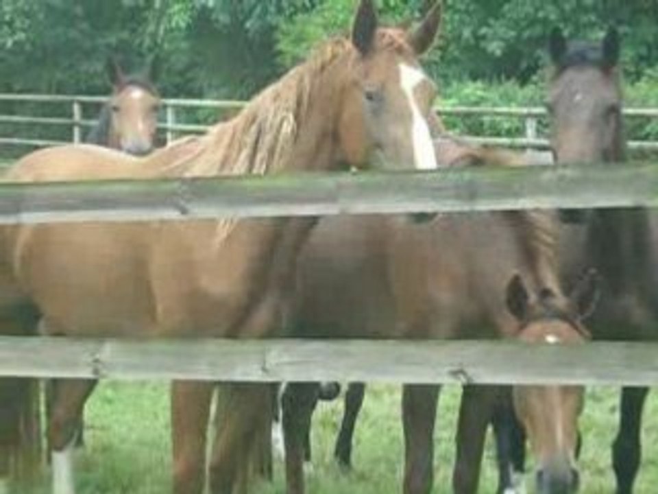 Pouliches(3-4 ans) du Haras