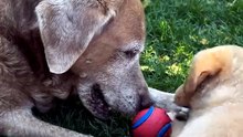 Old Rescue Dog Patiently Teaches Puppy How to Play 🥺🐾