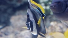 How coral reef fish get their colors, explained by Luke Richmond
