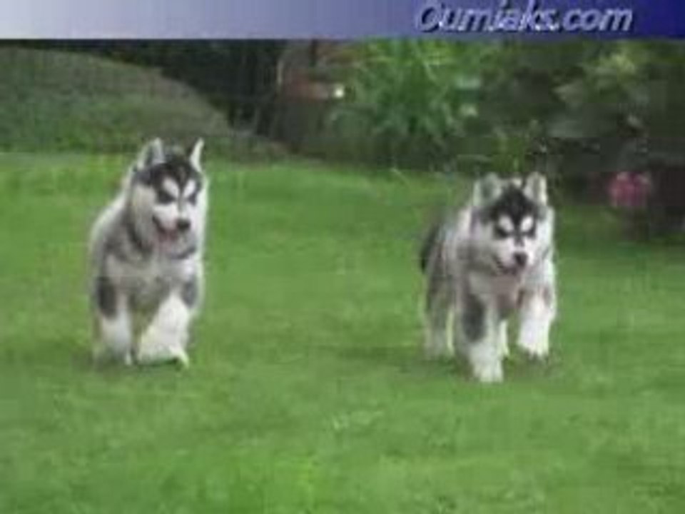 Ticky and phoebe pups 7 weeks old N°2