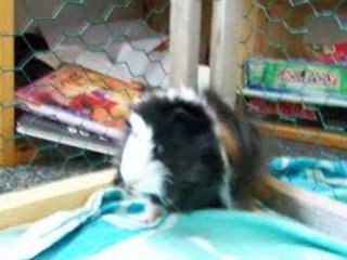 Je fais ma star 25.08 (7)