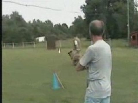 CYRIUS DU MUSHER à 8 mois