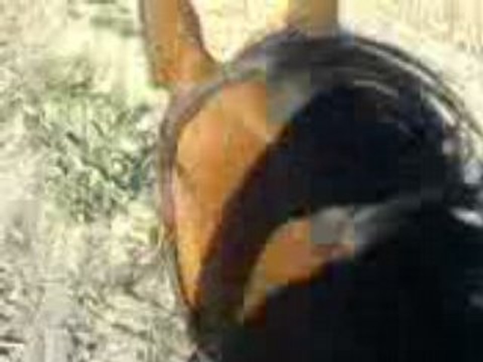 Galop dans les chaumes 2008