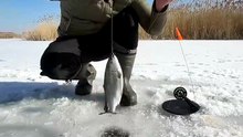 Aksi Seru Mancing di Atas Es Ala Survival Profesional