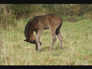 Haras de restivinen_0001