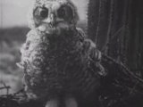 Eagles, Vultures, and Owls in Birds of Prey Film (1938)