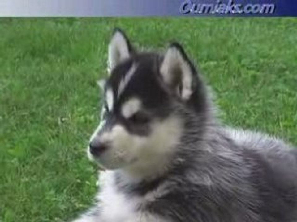 Ticky and phoebe pups 7 weeks old N°4