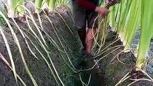 Được biết đến như một loại rau bí ẩn, khoai môn roi là một loại rau quý hiếm của Đông Nam Á.