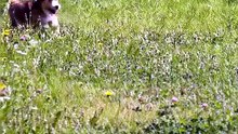 Healed Puppy Sprints Free for the First Time 🐶🐾