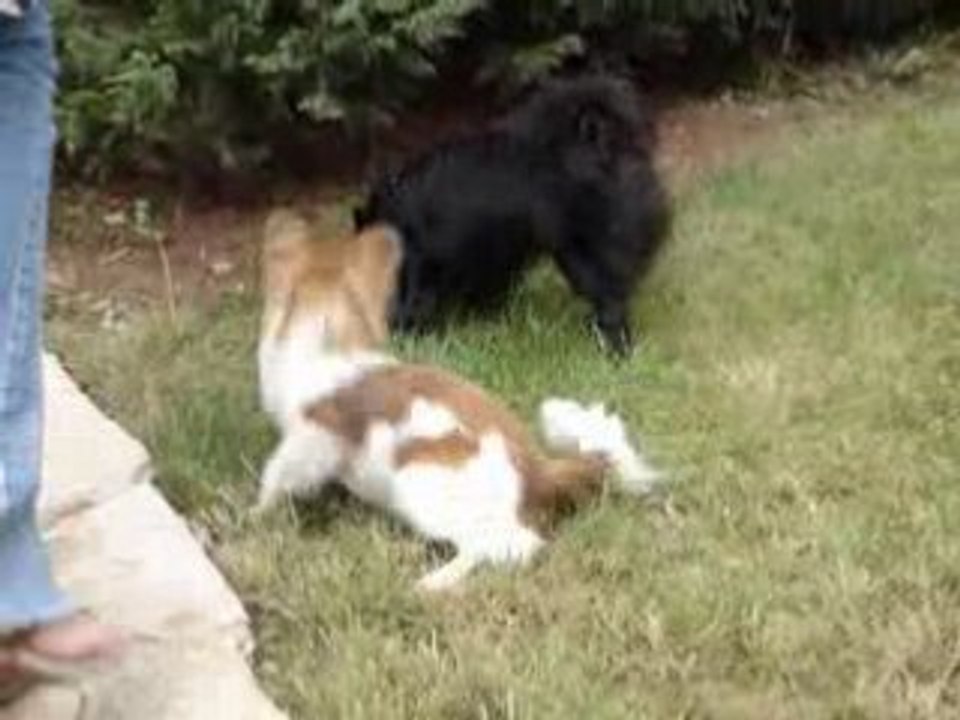 Ice et Dhélie