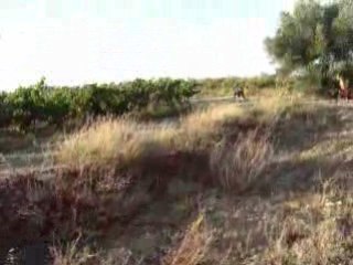 caly titi alter aux vignes