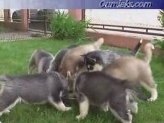 Ticky and phoebe pups 7 weeks old  N°3