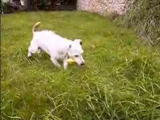 Atol et le P'tit chien