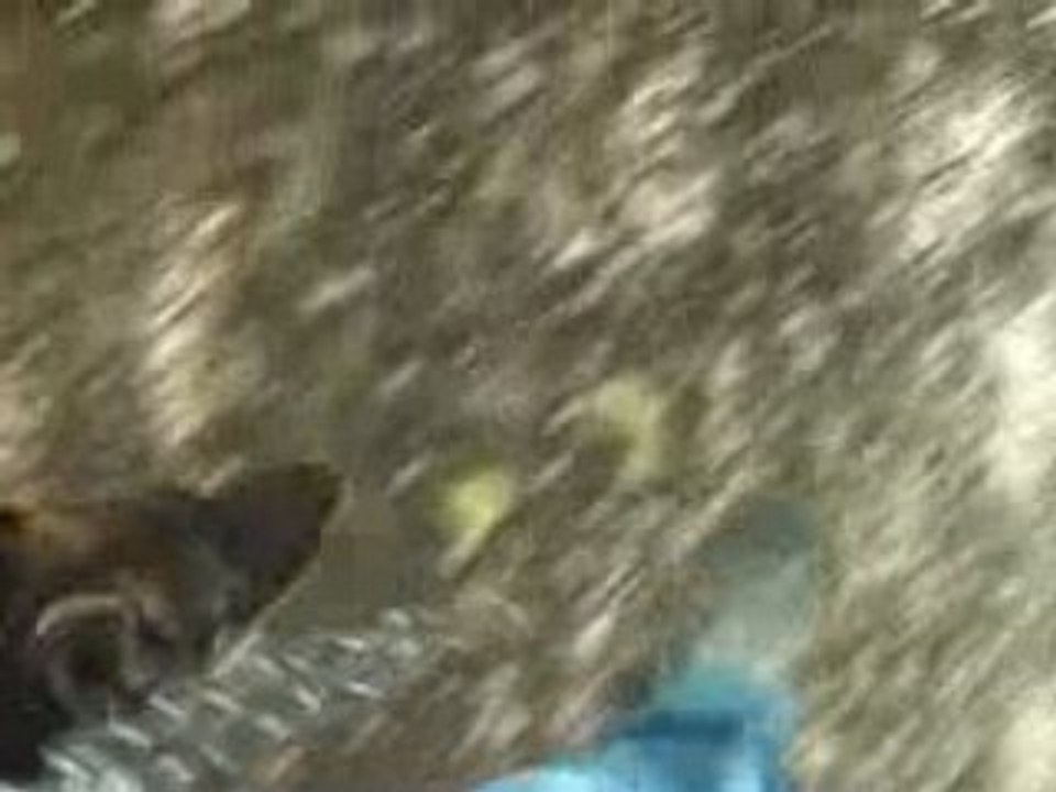 marche aux pied DRAISINE