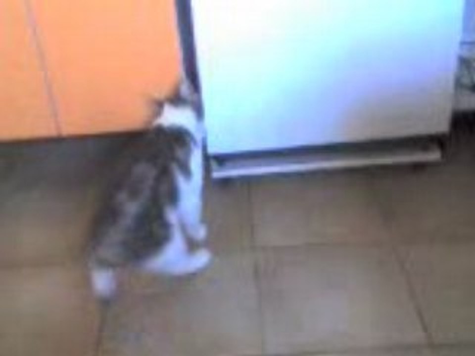 Vanille ouvre le frigo