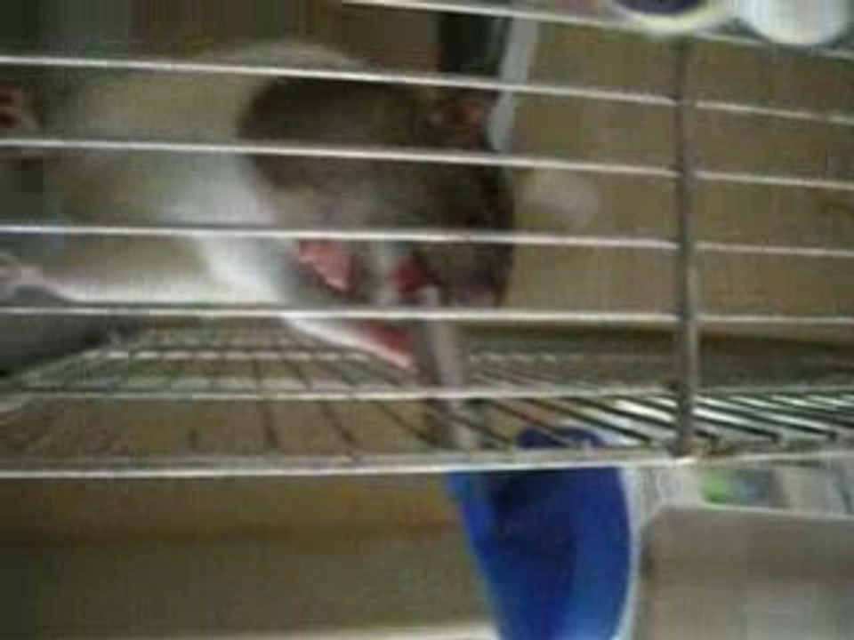 Ninja tourne a la flotte !!!
