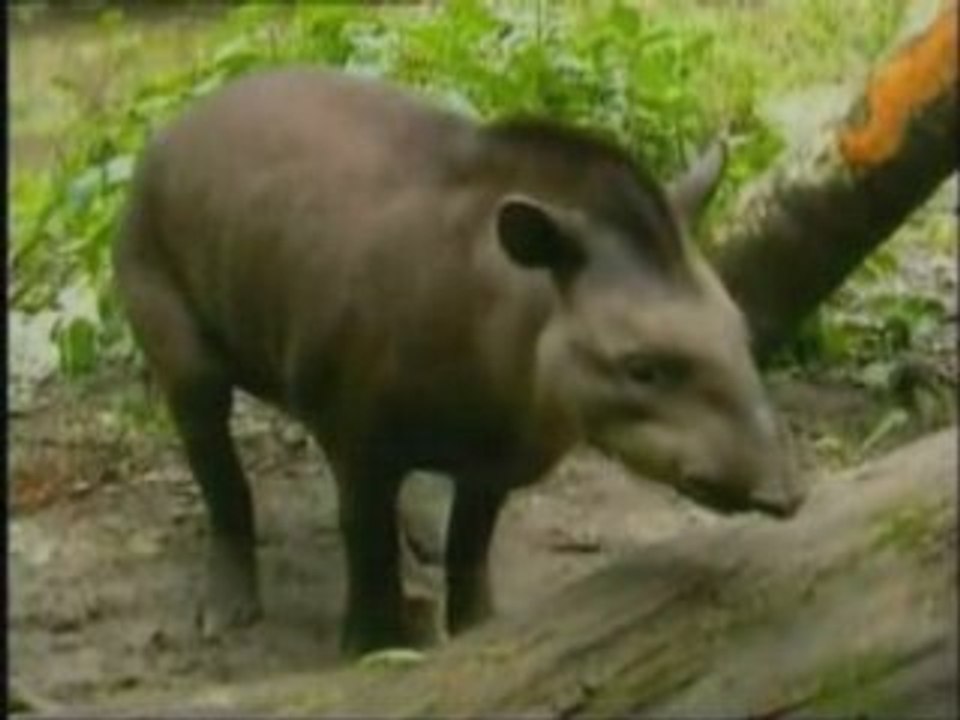 la vie privee des animaux . part 7 de 7
