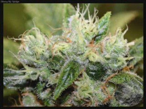 Lil wayne feat mack maine i know the future ( BON SON )