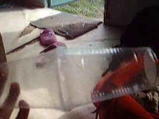 Capturage de guèpe !!