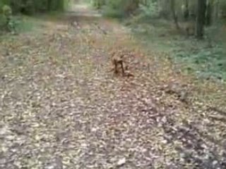 mon pitt-bull (oseille3a 1ans)