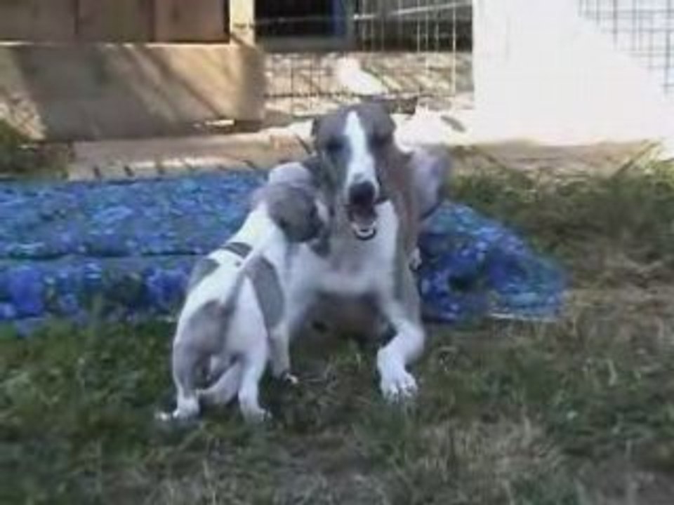 Boy et ses bébés