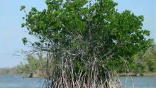 Mangrove Rivulus Land Survival