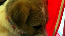 Rescue Puppy Bravely Pushes Through the Dog Door! 🐾🐶