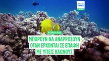 «Δεν έχουν πεθάνει ακόμη»: Αποχρωματισμένα κοράλλια ανακάμπτουν σε χρόνο ρεκόρ με υγιή κλώνους