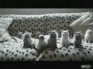 Chats danseurs