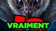 On t'a menti ! Les chauves-souris ne sont pas aveugles !