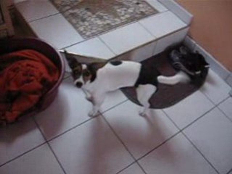 CLEA jack russel ET SA CULOTTE