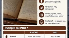 Minuscules bêtes pâles dans les livres ou la farine : c'est quoi ?