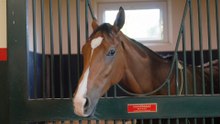 Calandagan: Champions Day Do-Over?