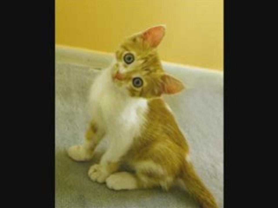 Chaton