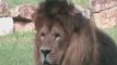Espace zoologique de St Martin la plaine : les lions
