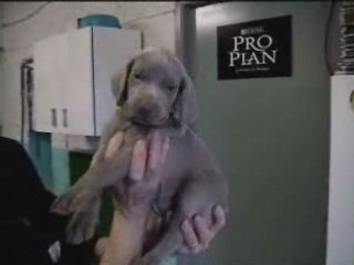 Chiot bleu foncé 4sem de Dora&Harper