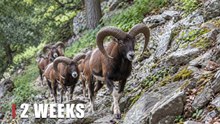 Curious Wild Deer Up Close | Hidden Wildlife Camera Footage