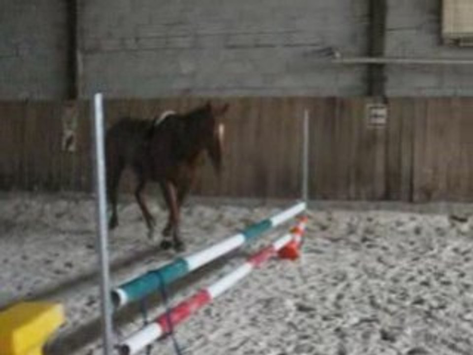 Doudou dans le manège