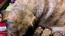 Stray Mama Dog Finally Eats a Full Meal While Her Puppies Nurse 🐾