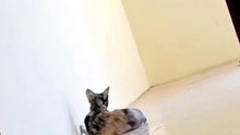 cats playing it's tail
