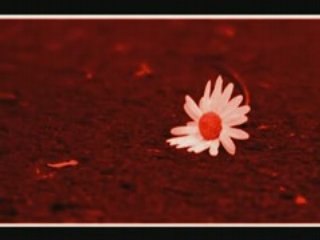 sweet dreams- non officiel