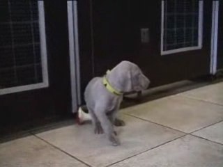 Chiot F vert 4sem de Dora & Harper