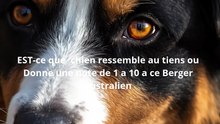 Berger australiens #chien  #animaux de compagnie